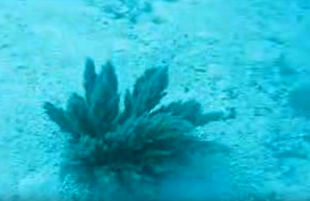 Plant or Animal? Disappearing Sea Creature